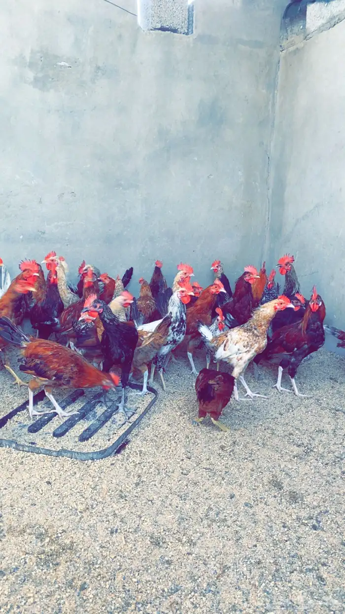 ديوكه بلدي جمله وتفريد 0