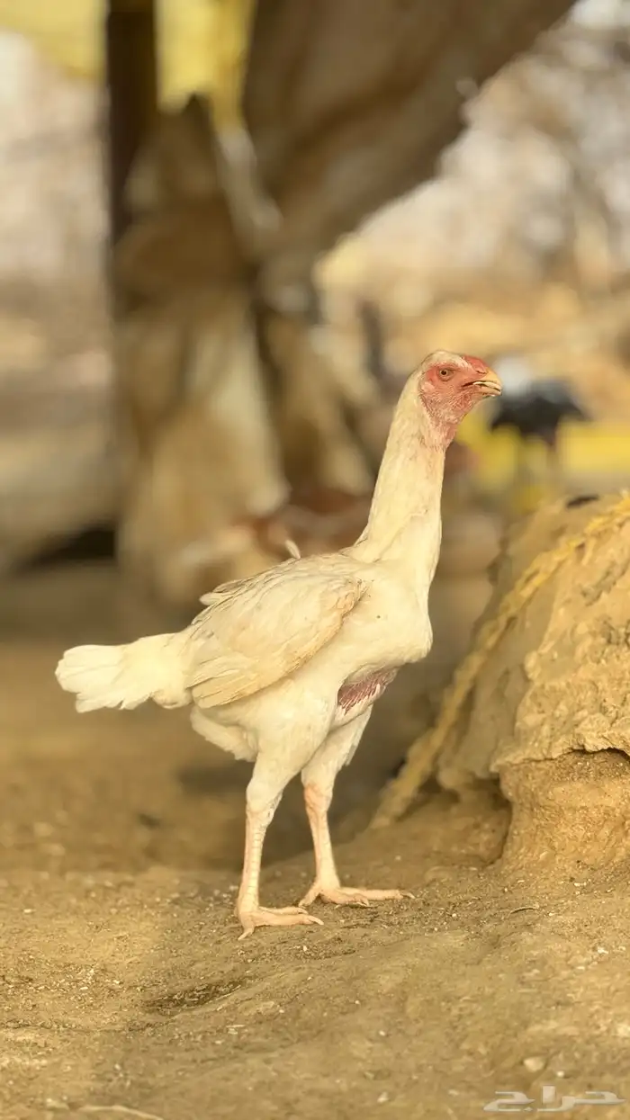 دجاجه شامو 2