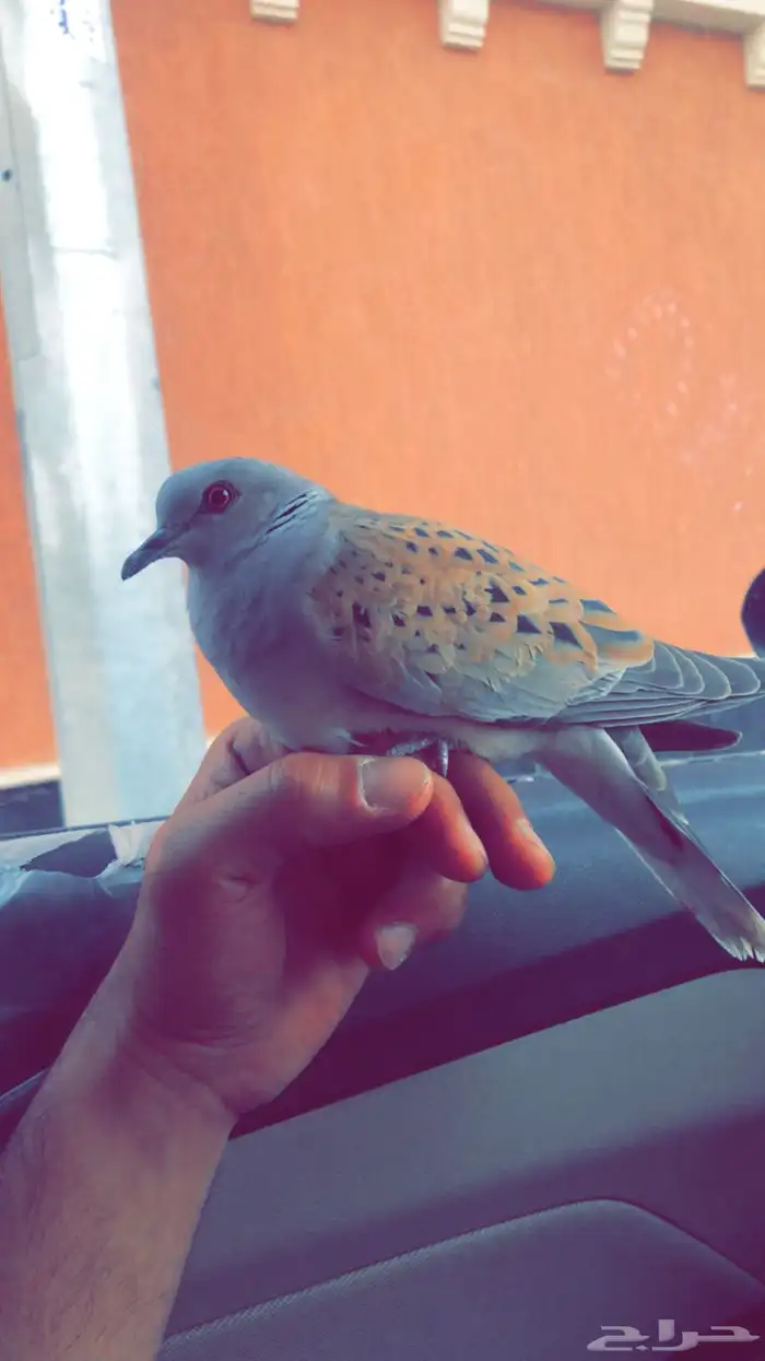 قمري نزل للبيع 0