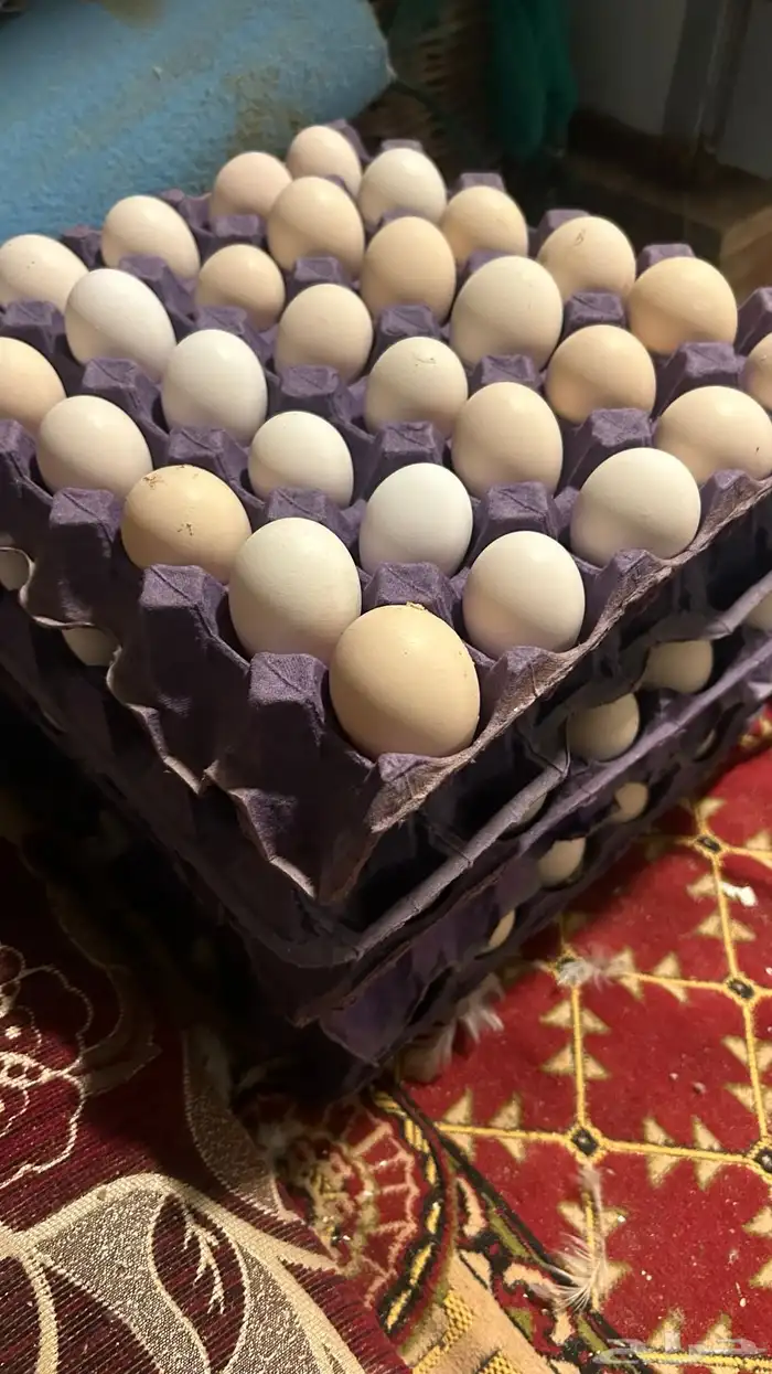 بيض فيومي وفرنسي شرط نظيف الموقع الأحساء القرين 0