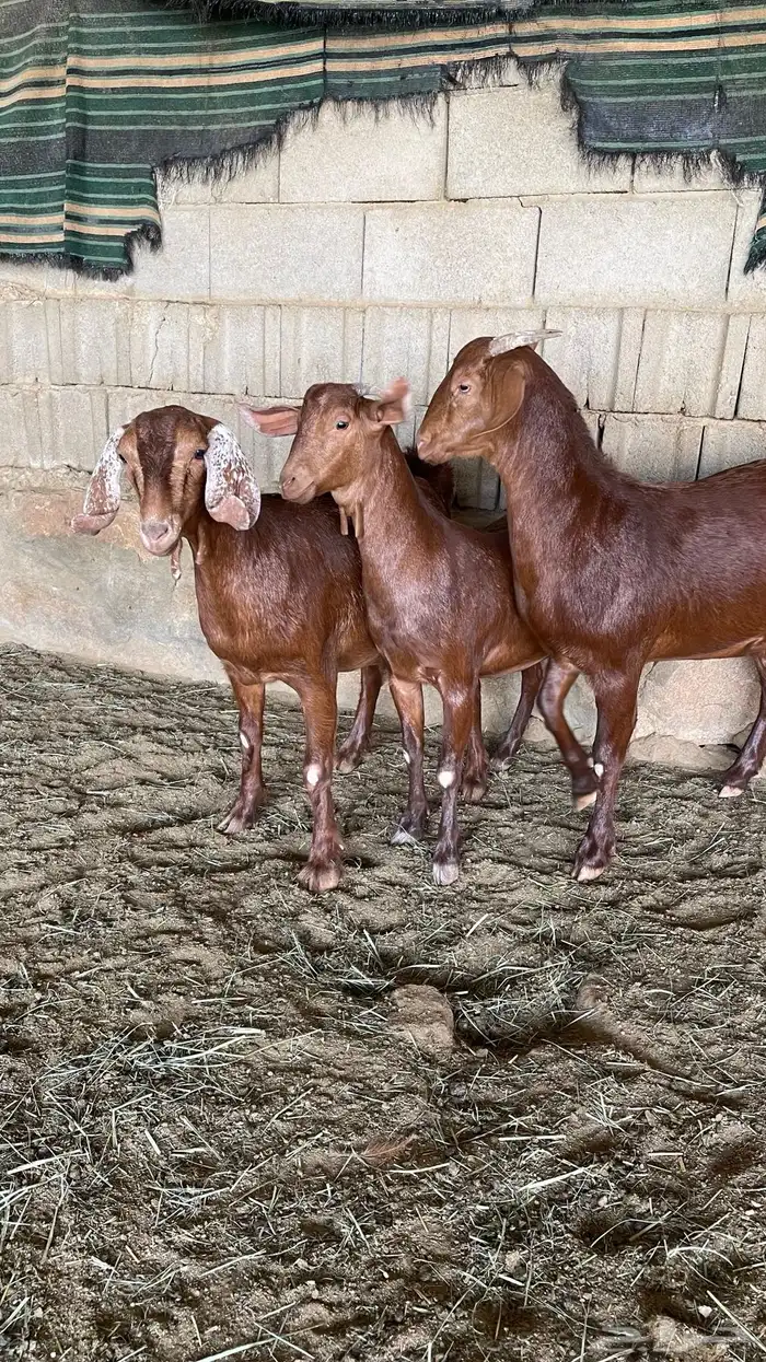 عنقان دهم صنفف صنف 0