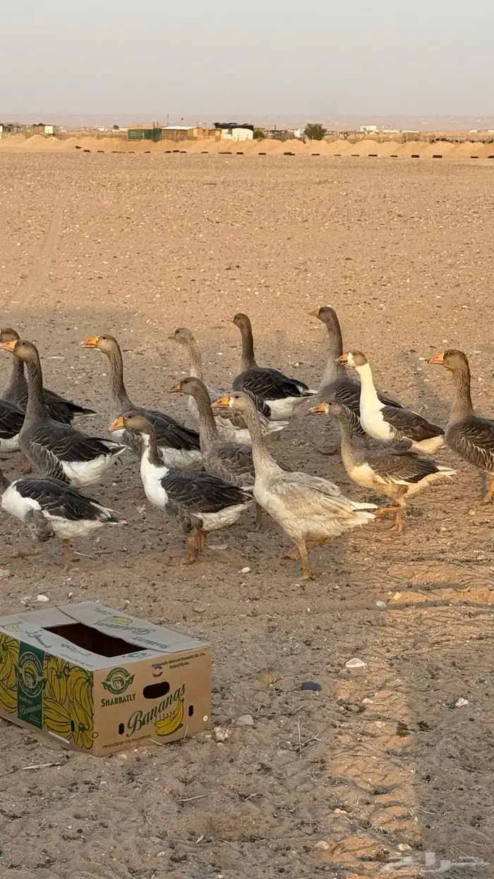 وز للبيع 0