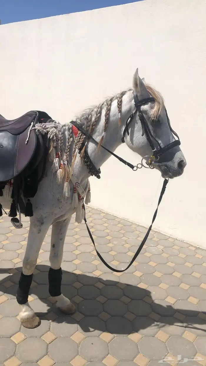 ايجار بوني سيسي خيل جمل لليوم الوطني 13