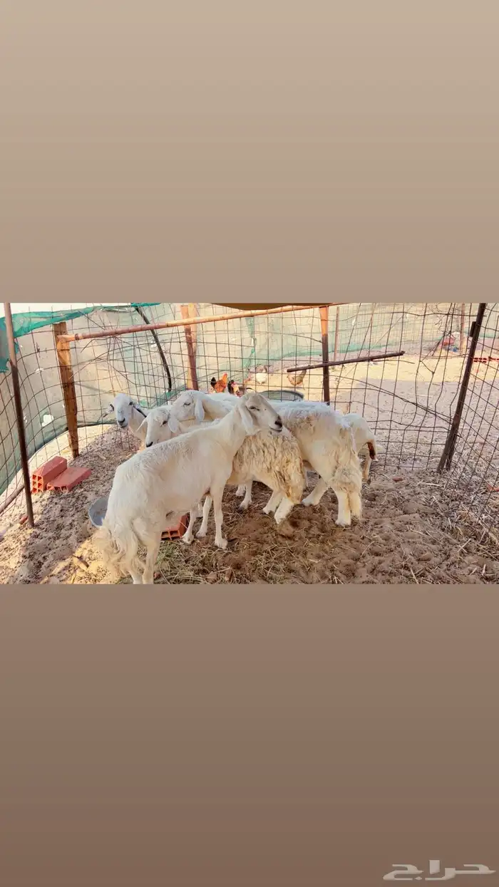 4 غنام حريه واحده رفيده 0