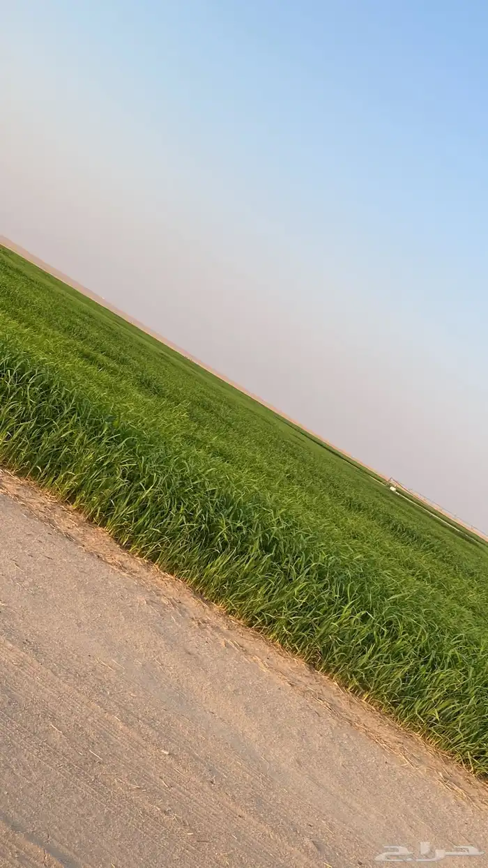 السوريه 2