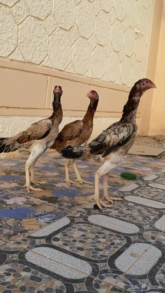 للبي دجاج شامو ياباني 3