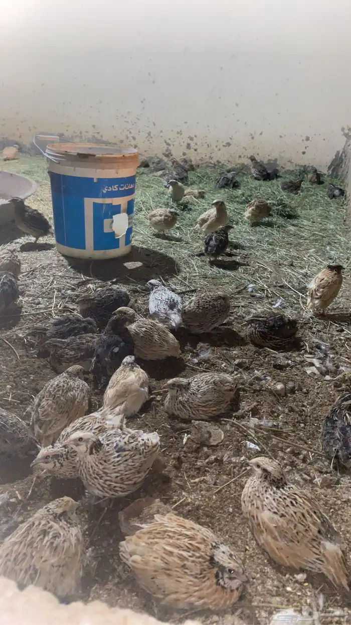فرر او سمان طبرجل العمر من شهرين لثلاث بعض الحيان احصل بيض 0