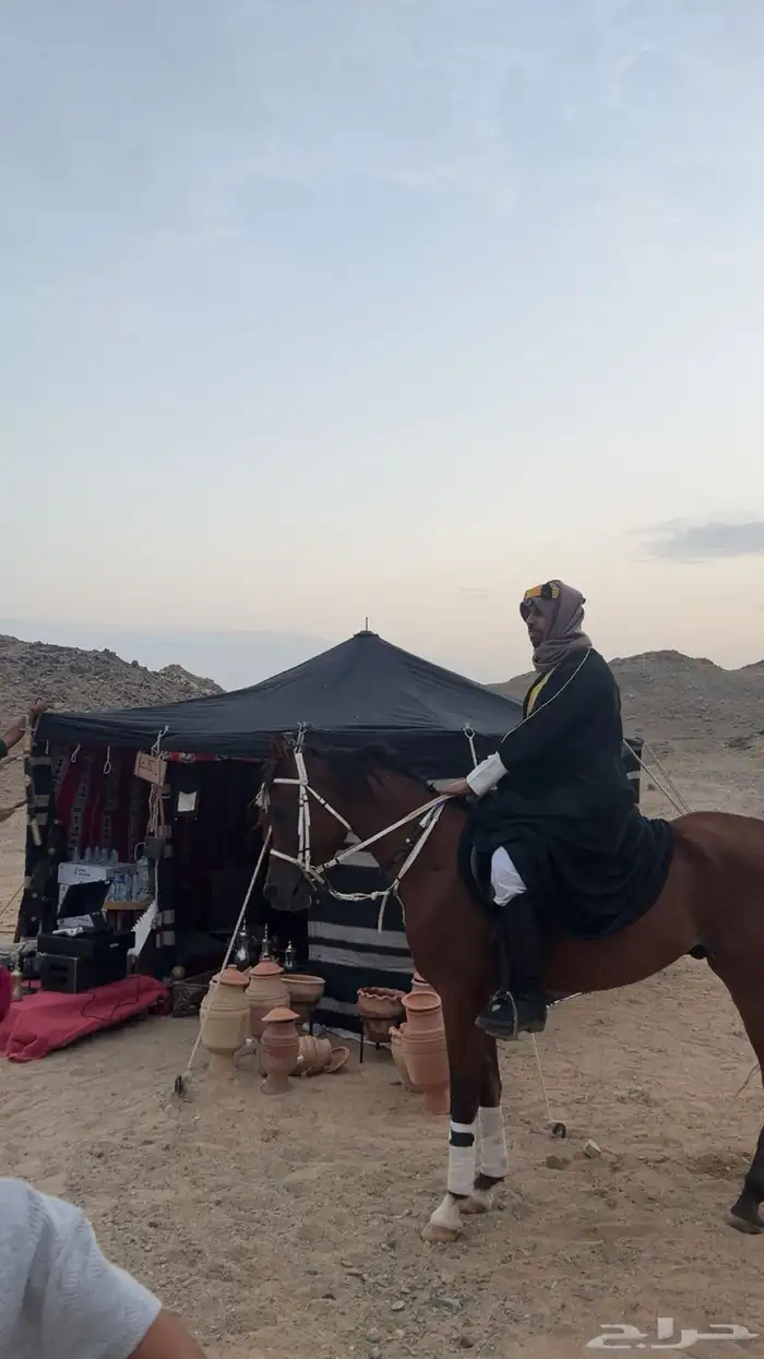 ايجار بوني سيسي خيل جمل لليوم الوطني 2
