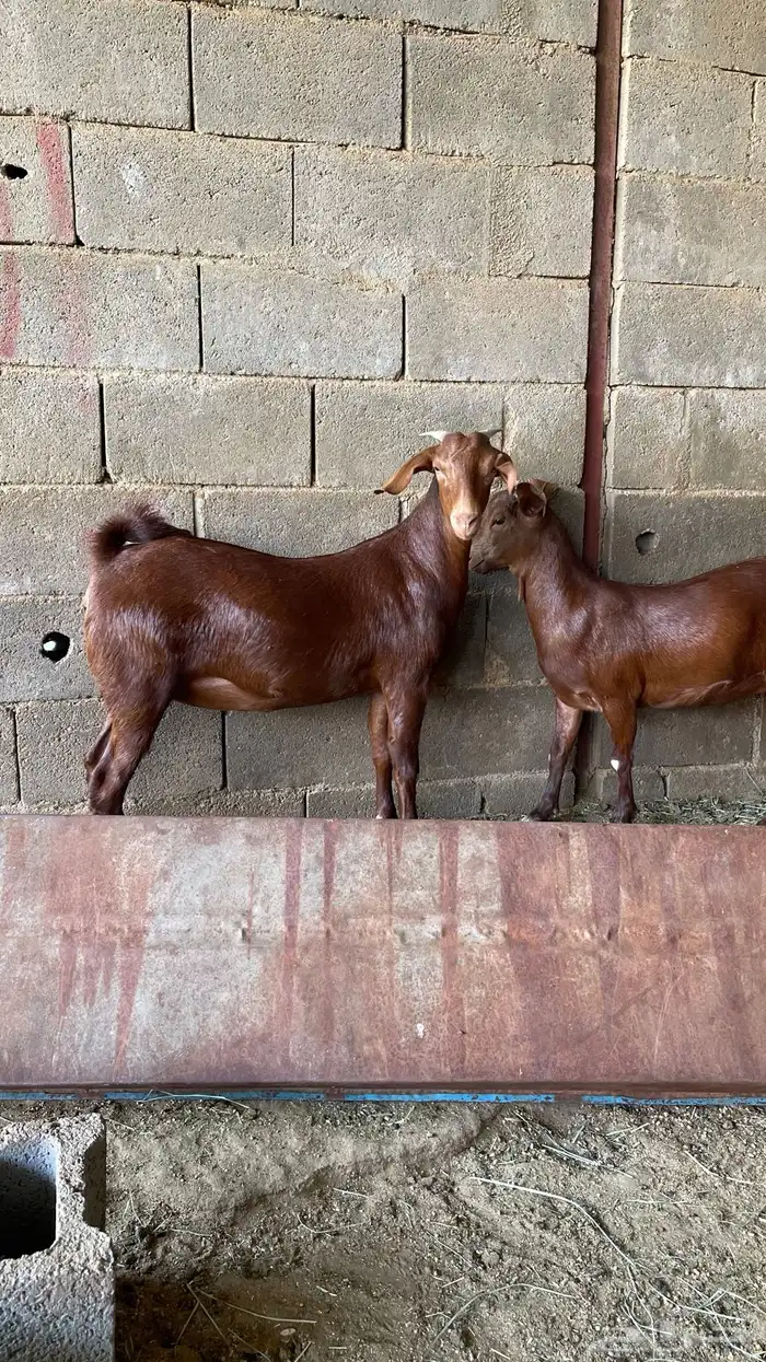 عنقان دهم صنفف صنف 4