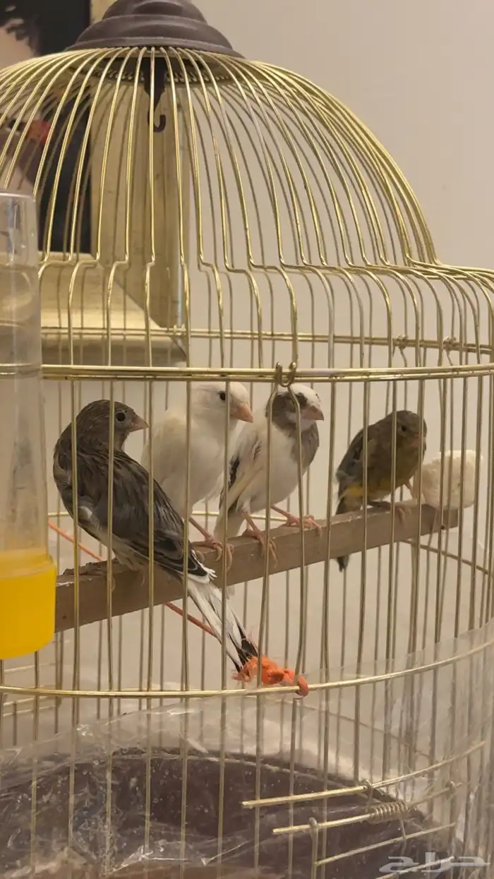 طيور كناري 1