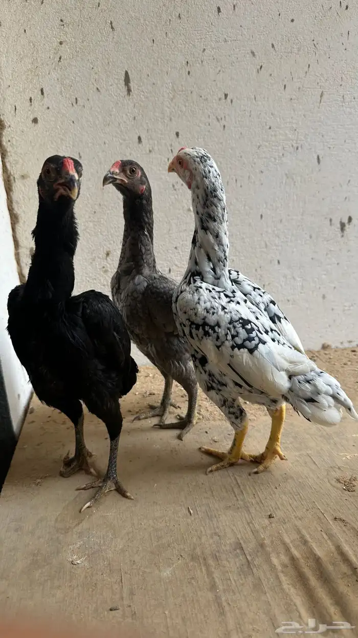 أزواج كوشامو القزم 14