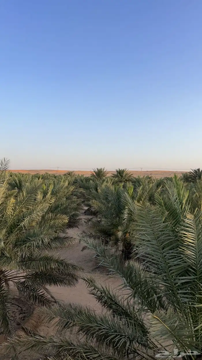 دبس تمر مكبوس خالي من الإضافات. 4