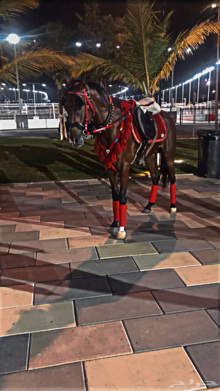 ايجار بوني سيسي خيل جمل لليوم الوطني 14