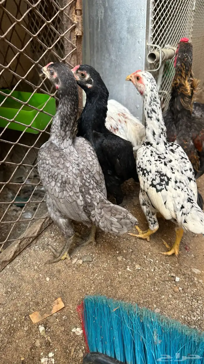 أزواج كوشامو القزم 0