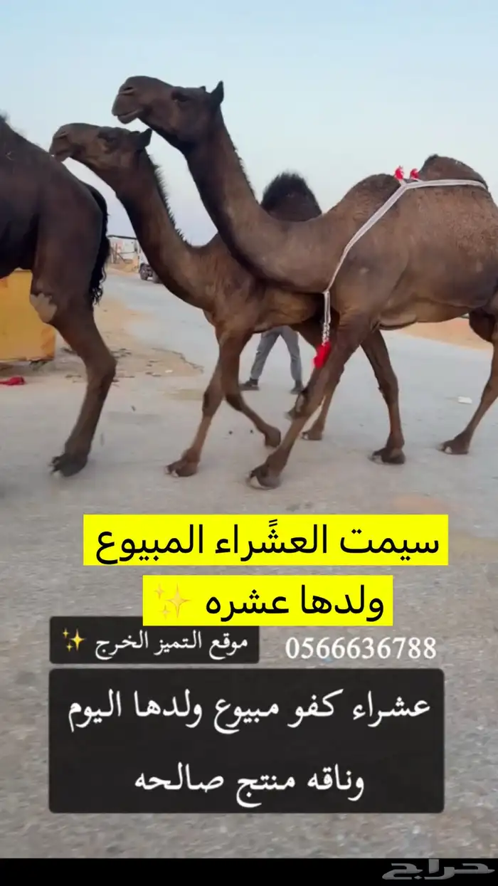 للبيع ابل مغاتير ومجاهيم عشاير تحتها انتاج طيبه ولقحات 9