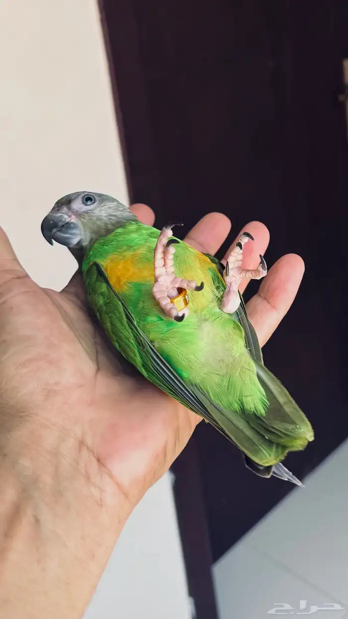 ببغاء يويو سنغالي فرخ 1