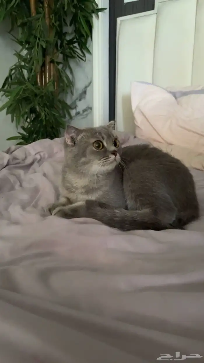 قطوه سكوتش للبيع 1
