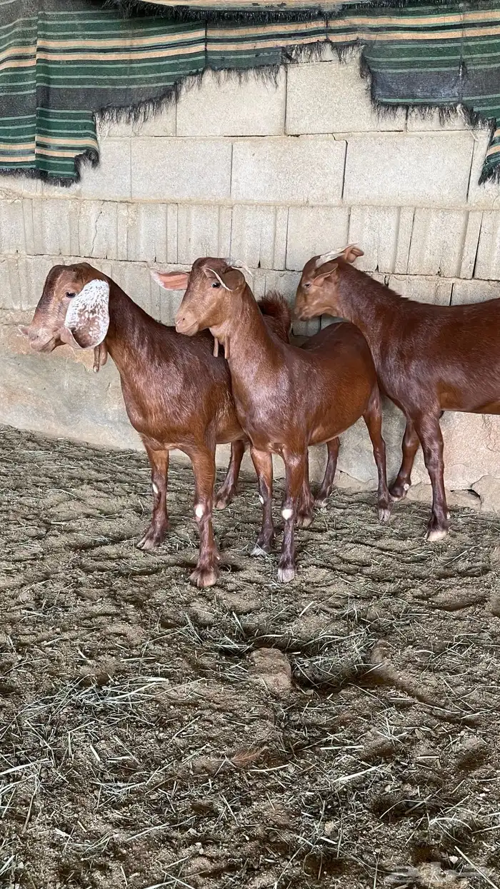 عنقان دهم صنفف صنف 1