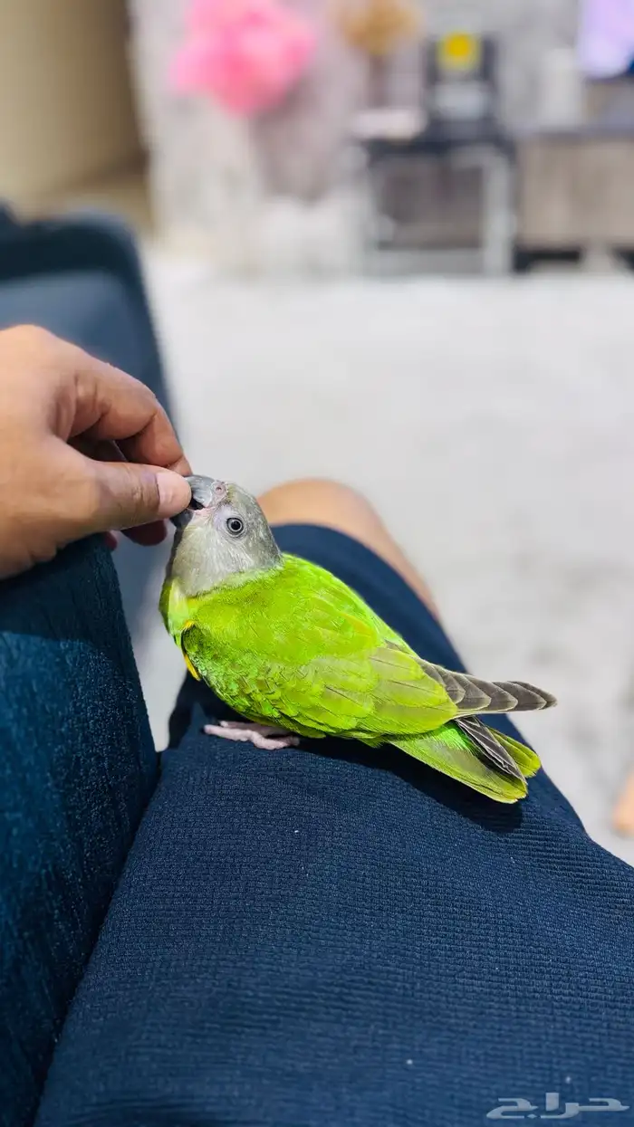 ببغاء يويو سنغالي فرخ 2