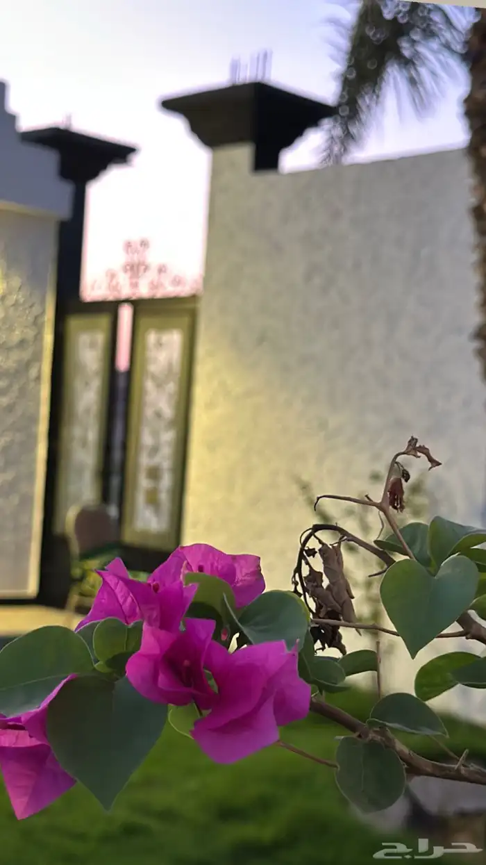 مجالس للاجار اليومي للمناسبات الدمام الفرسان 4