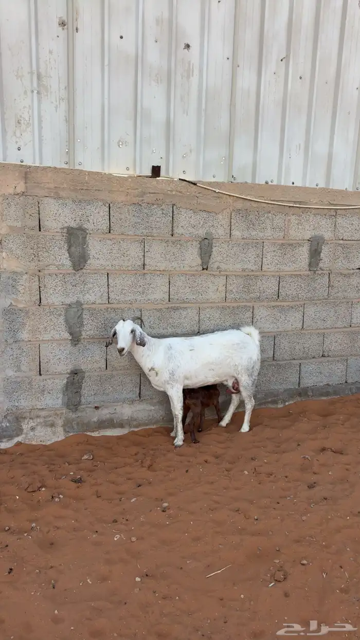 تم البيع 2