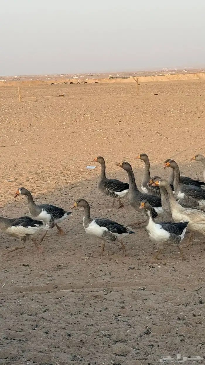 وز للبيع 1