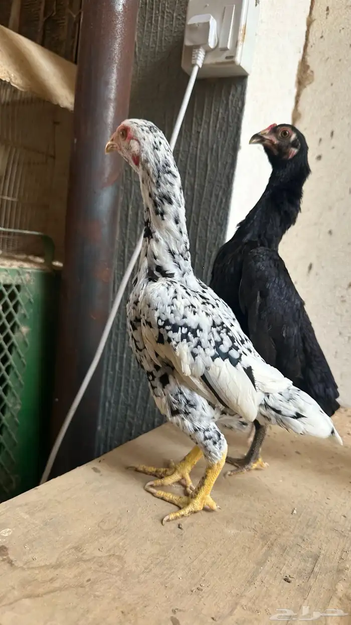 أزواج كوشامو القزم 7