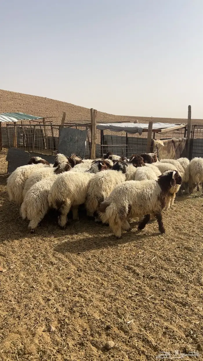 ذبايح ذبيحه نعيم هرفي جبر نعيمي وسط حري هرافي حريات لباني 5