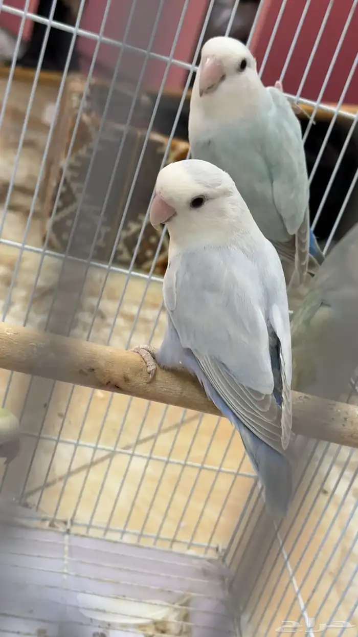 روز ذكور وانثى 4