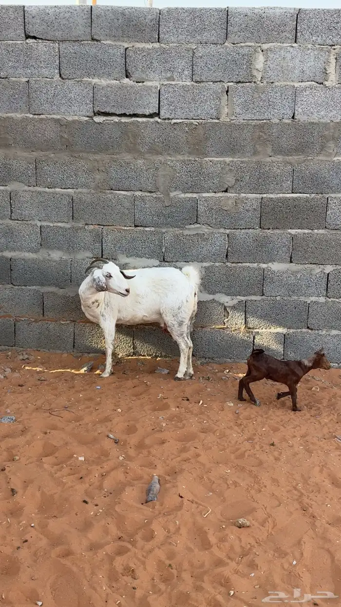 تم البيع 1