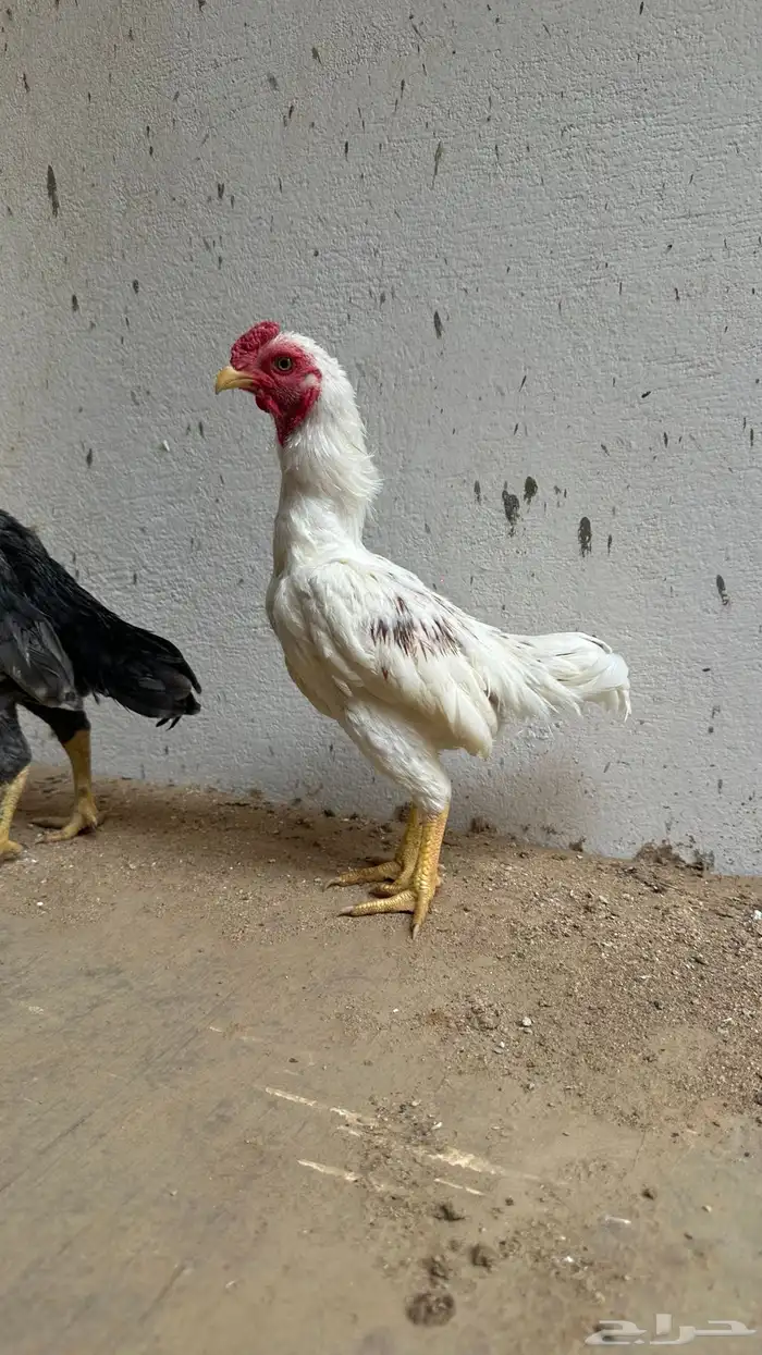 أزواج كوشامو القزم 11