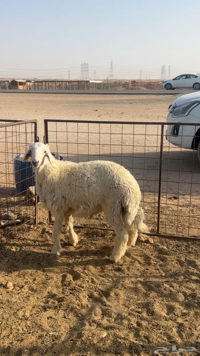 خرفان حريات ونعيم ويوجود ذبح وتوصيل 2