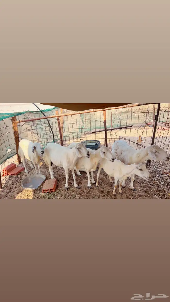 4 غنام حريه واحده رفيده 1