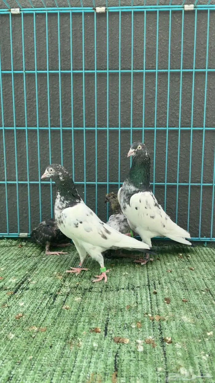 حمام باكستاني 1