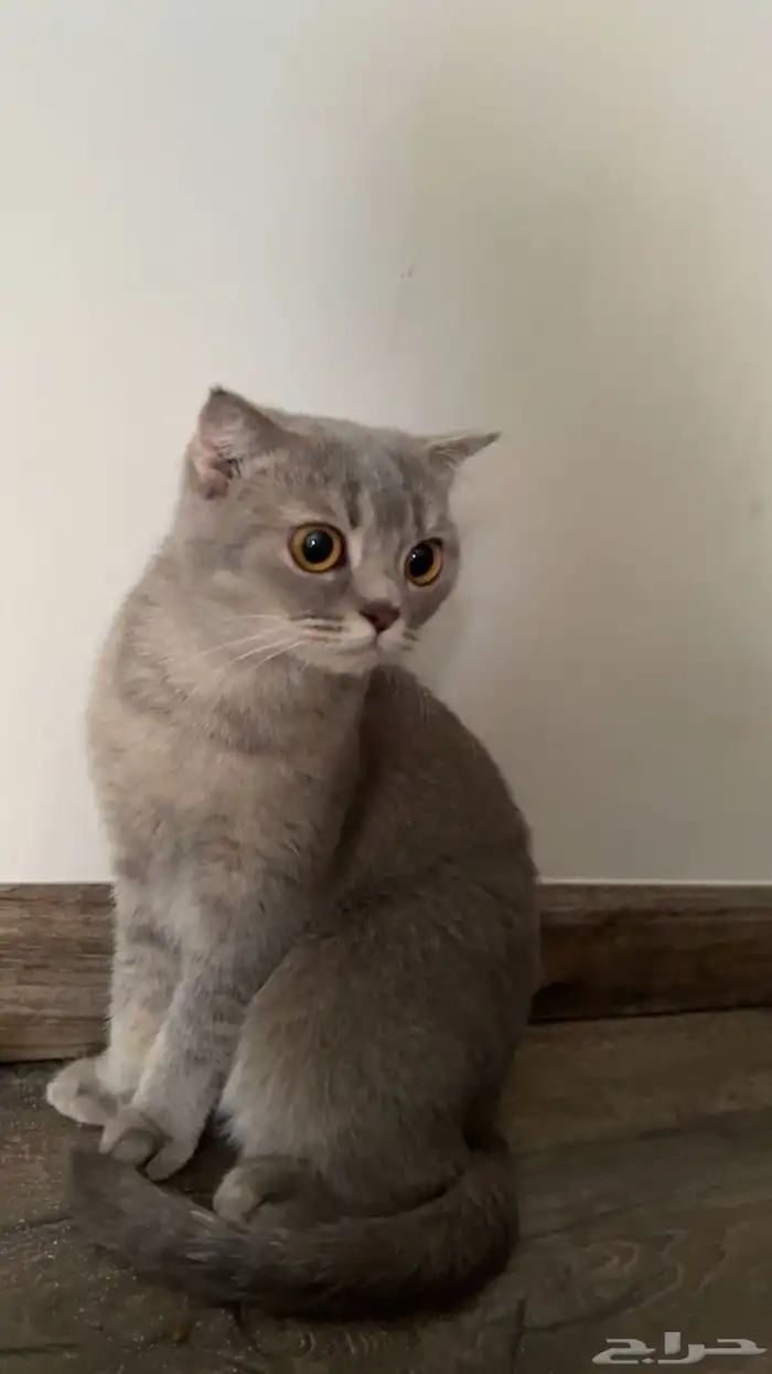 قطوه سكوتش للبيع 2