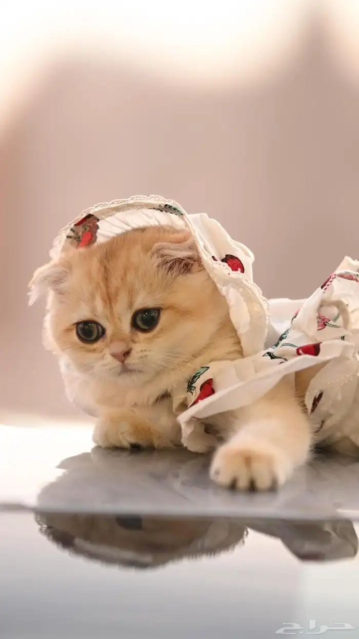 قطة سكوتش فولد 3