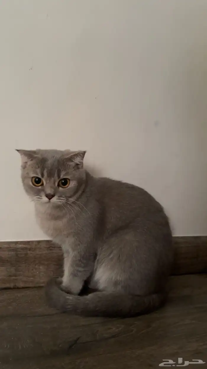 قطوه سكوتش للبيع 0