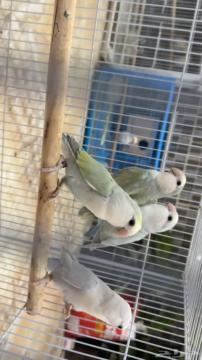 روز ذكور وانثى 2
