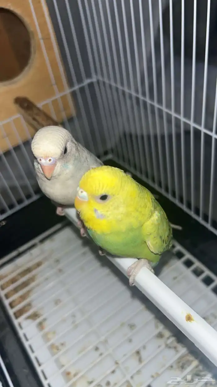 طيور العمر من 5ايلا 6شهور 2