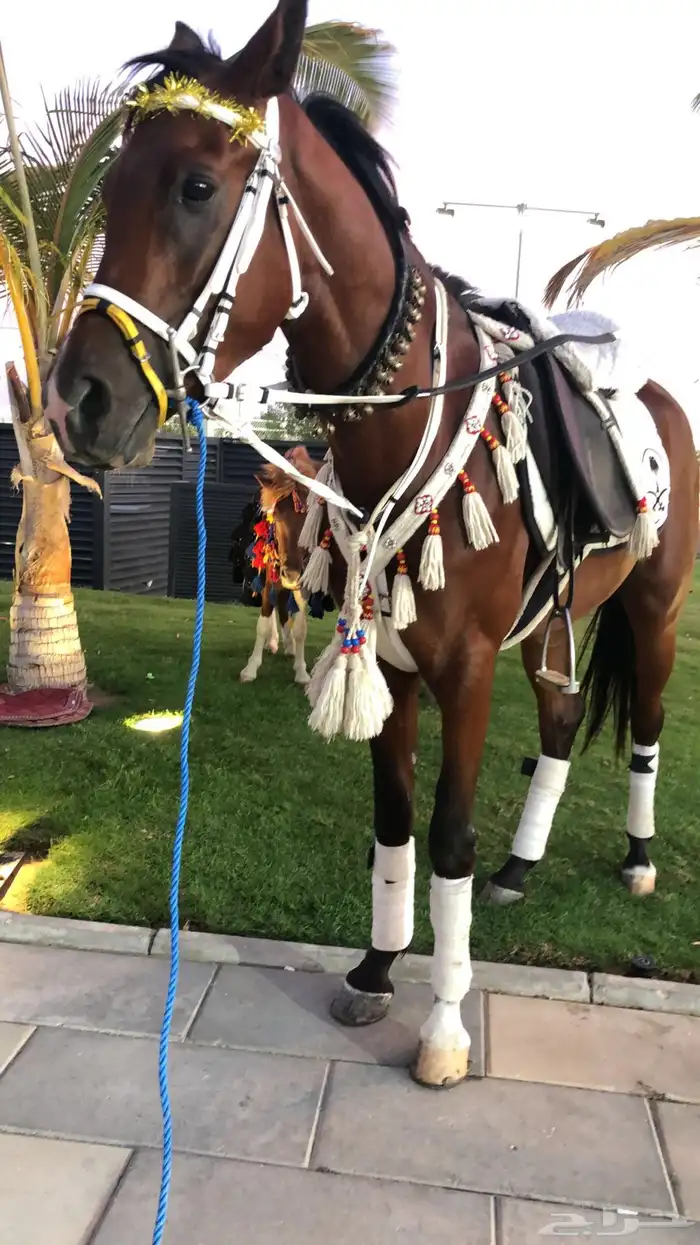 ايجار بوني سيسي خيل جمل لليوم الوطني 6