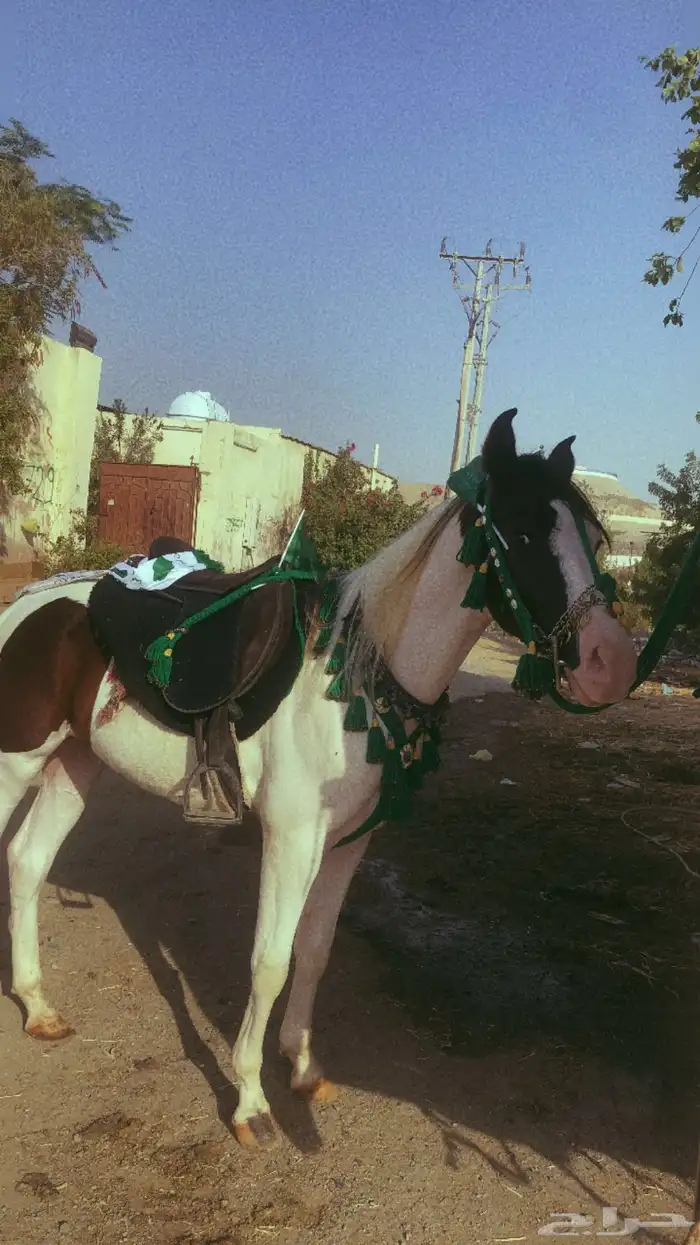 ايجار بوني سيسي خيل جمل لليوم الوطني 12