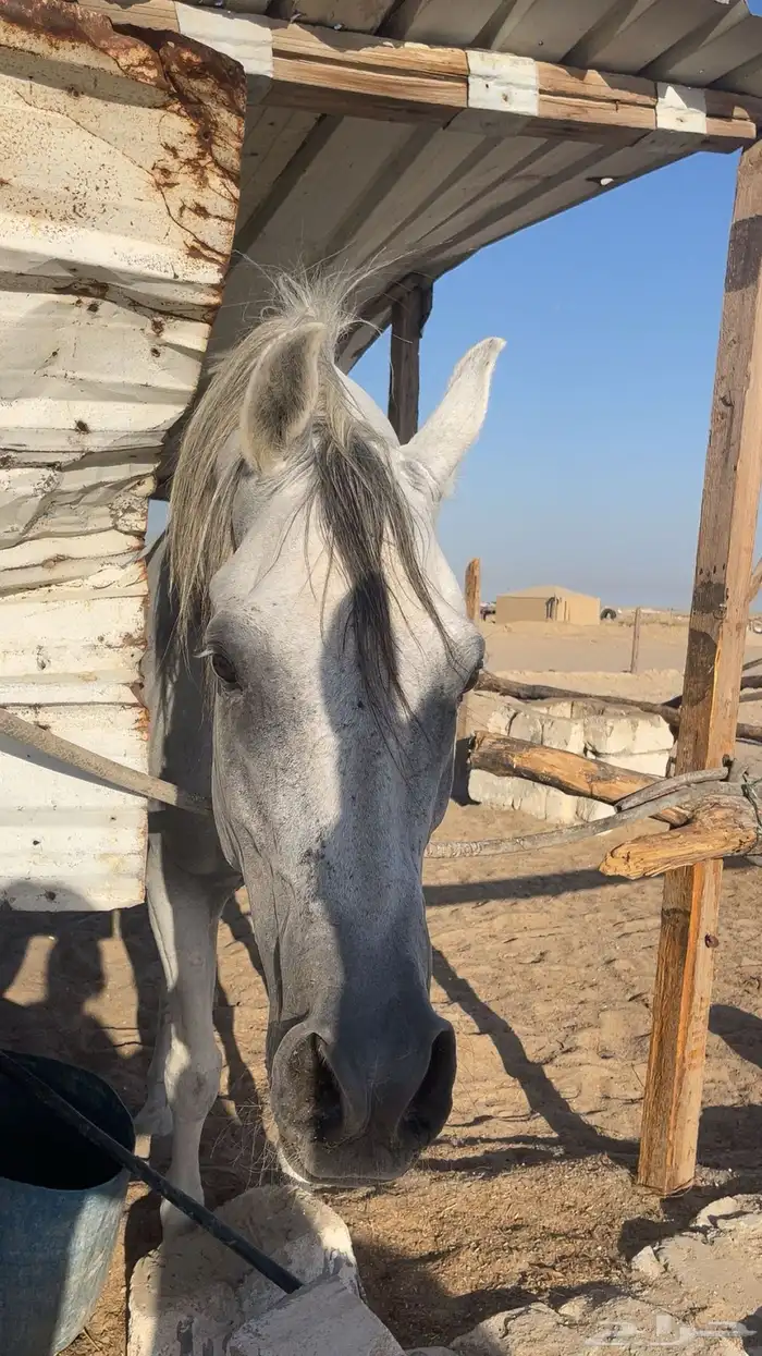 حصان شعبي طيب صحة وسلامة العمر خمس ست سنوات 5