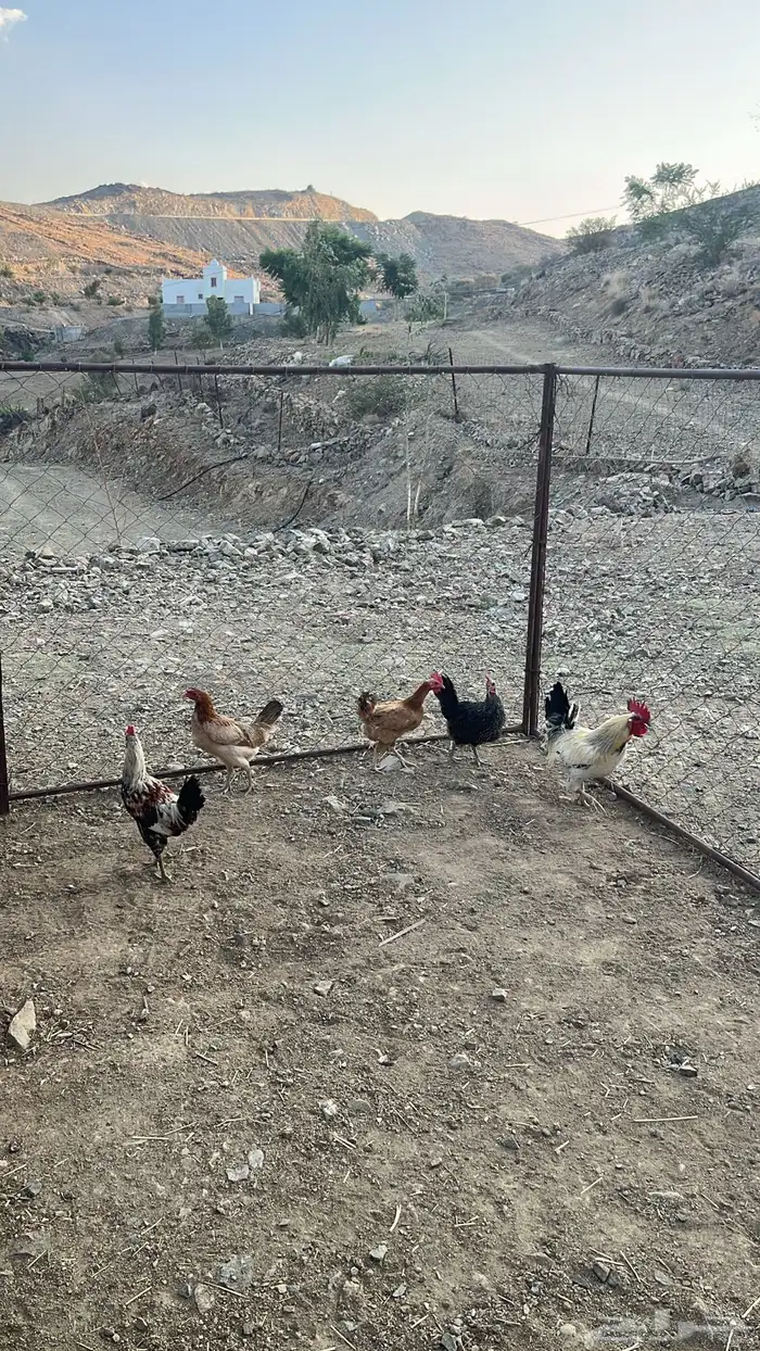 دجاج للبيع 6