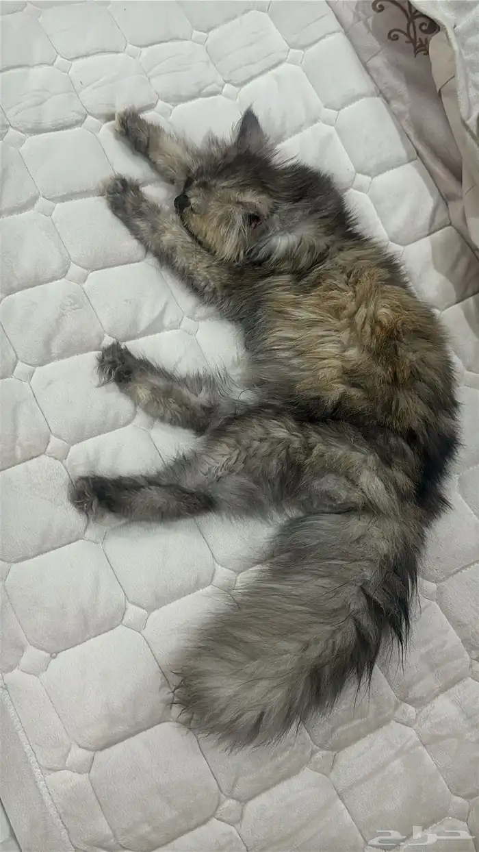 المهم تخاف الله فيهم 2