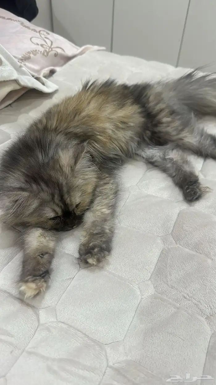 المهم تخاف الله فيهم 1