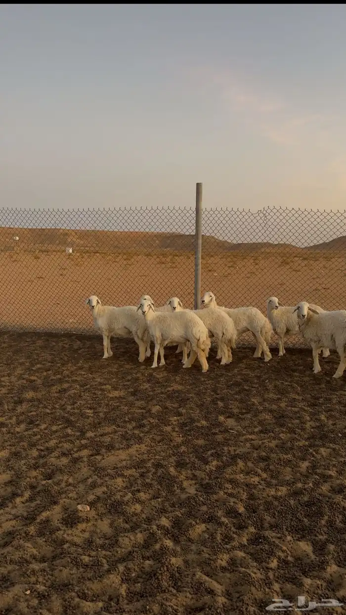 متابيع حريات خلفات 0