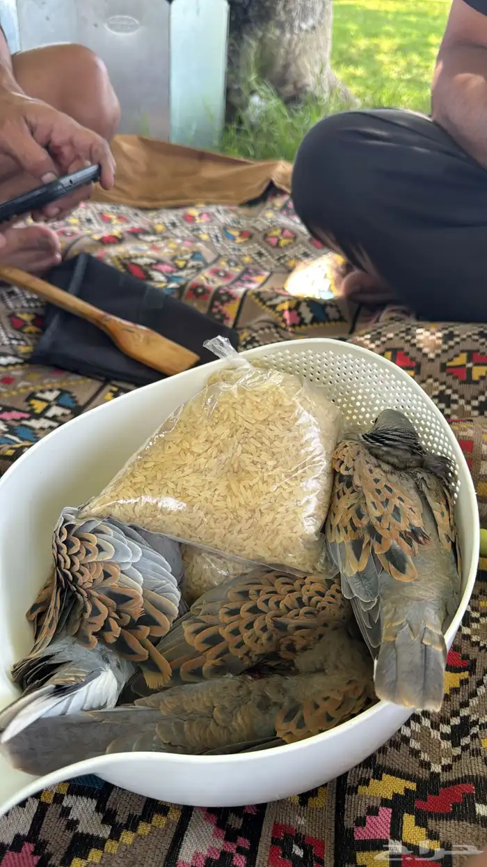 قمري للبيع الجوز من 130 0