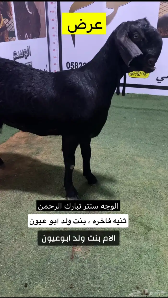 شاميه ثنيه فاخره ومعرفه 2