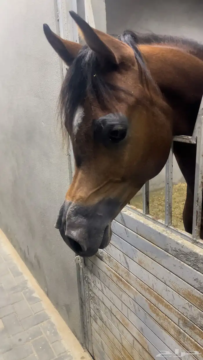 مهرة ومهر للبيع التفاصيل خاص 0