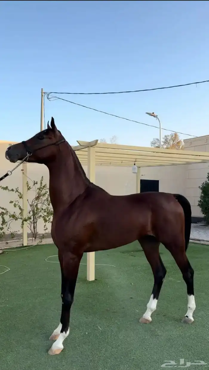 مربط المميز للأيواء 3